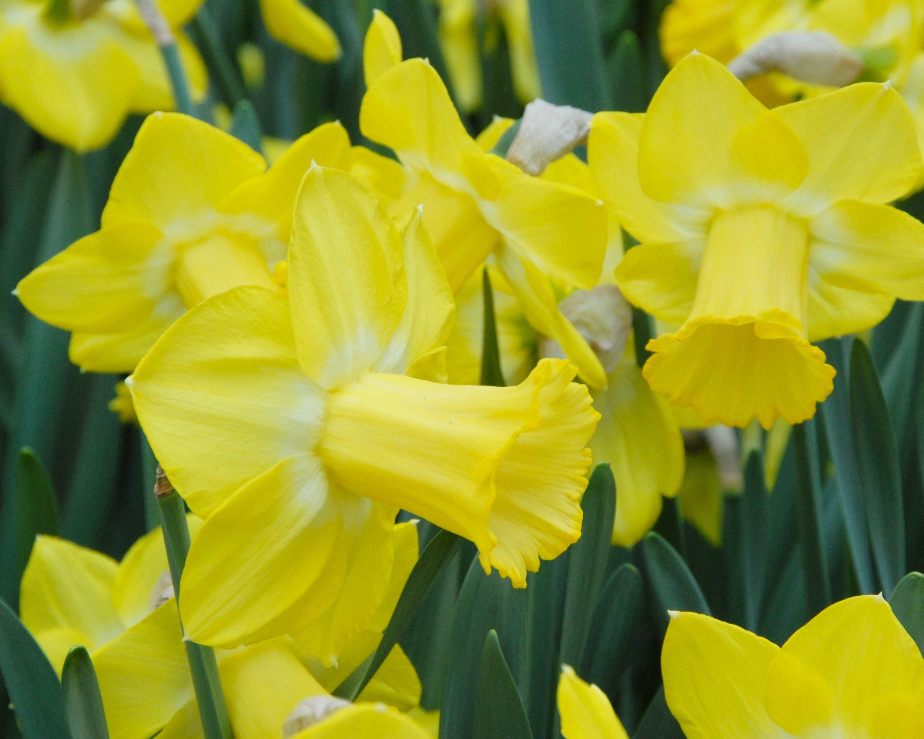 Narcissus 'Sabatini'